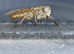 Hybomitra frontalis