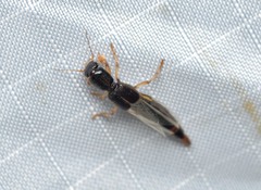 Pinophilus latipes