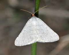 Taeniogramma tenebrosata