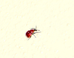 Homoeolabus analis