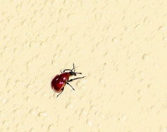 Homoeolabus analis