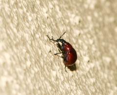 Homoeolabus analis
