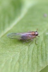 Muellerianella laminalis