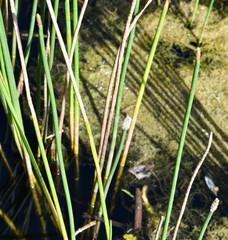 Eleocharis cellulosa