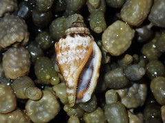 Canarium microurceum