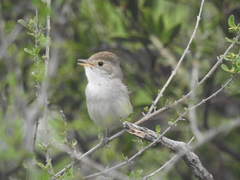 Euscarthmus meloryphus
