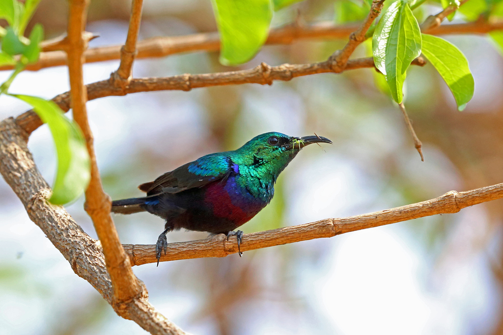 Purple-Banded Sunbird
