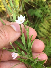 Epilobium strictum