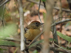 Thamnophilus pelzelni