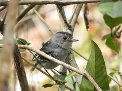 Thamnophilus pelzelni