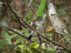 Thamnophilus pelzelni