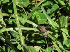 Cononedys scutellata
