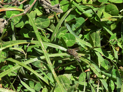 Cononedys scutellata