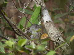 Thamnophilus pelzelni