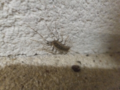Scutigera coleoptrata