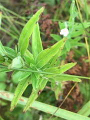 Epilobium strictum