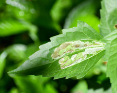 Calycomyza eupatorivora