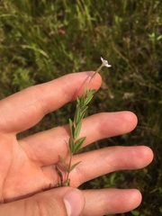 Epilobium strictum