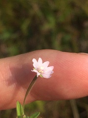 Epilobium strictum