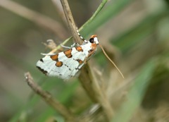 Conchylodes octonalis