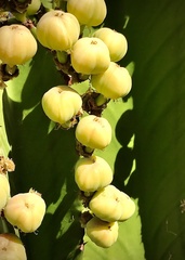 Euphorbia