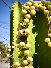 Euphorbia