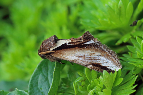 Lesser Swallow Prominent