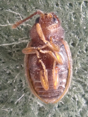 Anchicera