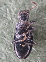 Sphaeriestes