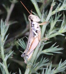 Melanoplus glaucipes