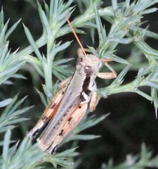 Melanoplus glaucipes