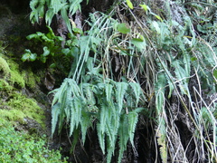 Blechnum arcuatum