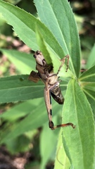 Entomophaga grylli