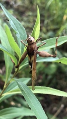 Entomophaga grylli