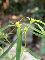 Euphorbia hexagona