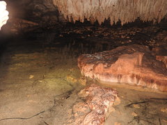 Ophisternon infernale