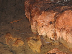 Ophisternon infernale