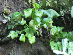 Francoa appendiculata