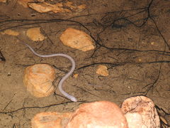 Ophisternon infernale