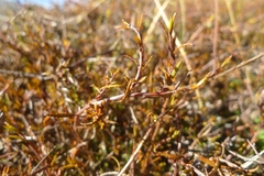 Gaultheria macrostigma