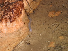 Ophisternon infernale