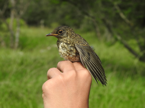 White-throated Thrush (Turdus assimilis), photo 10