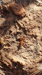 Opisthopsis