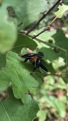 Trichopoda lanipes