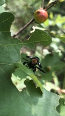 Trichopoda lanipes