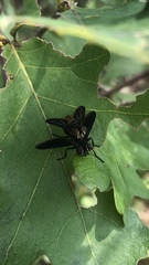 Trichopoda lanipes