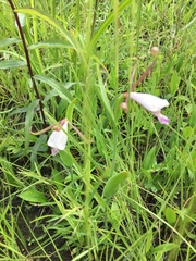 Cleistesiopsis bifaria