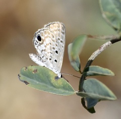 Hemiargus ceraunus filenus