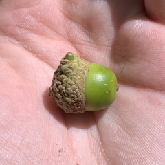 Callirhytis glandulus