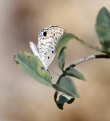 Hemiargus ceraunus filenus